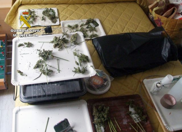 La Guardia Civil desmantela un invernadero intensivo de marihuana en un domicilio de Pliego